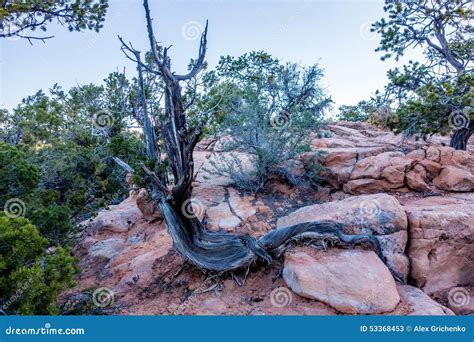 An Ancient Gnarled Juniper Near Navajo Monument Park Utah Stock Image