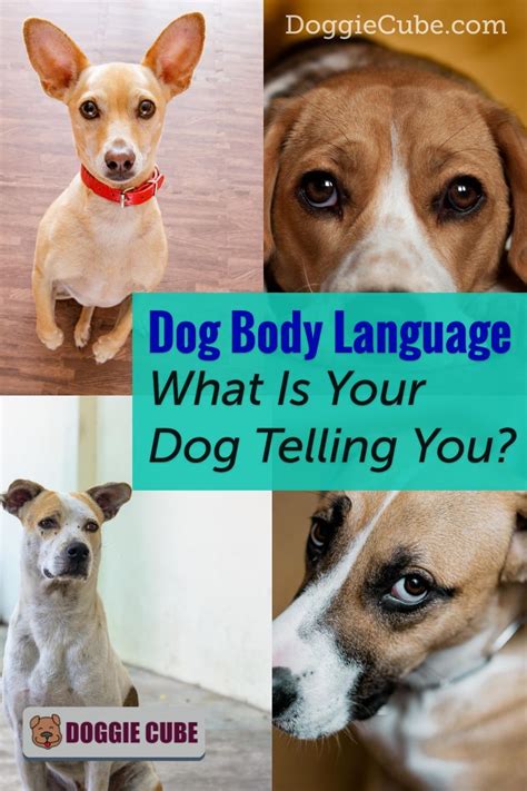 Dog Body Language What Is Your Dog Telling You Doggie Cube In 2021