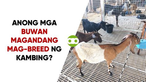 Anong Mga Buwan Magandang Mag Breed Ng Kambing Youtube