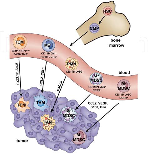 Figure 1 From Functions Of Diverse Myeloid Cells In The Tumor Micro
