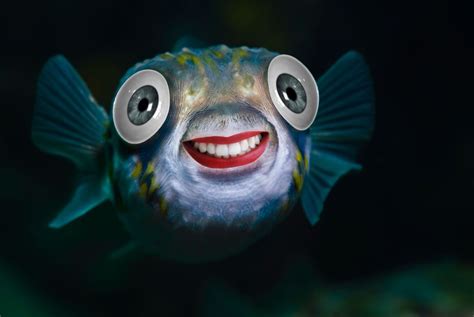 Smiling Fish Meme Blank Template Imgflip