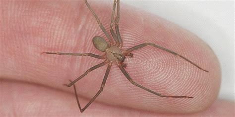 The Worlds Most Venomous Spiders 15 Deadliest Species⚠️