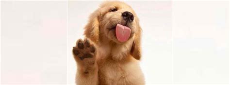 Puppy Kisses Cute Puppy Facebook Cover Photo Fb Covers Facebook