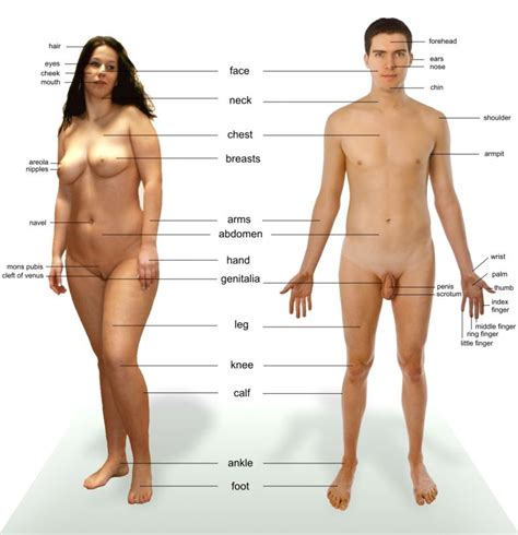 Naked Women Body Types Xxgasm
