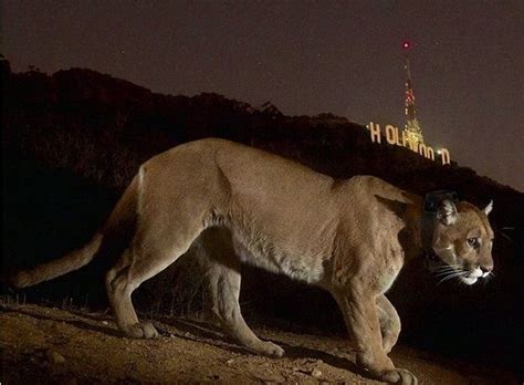 P 22 Mountain Lion With Hollywood Sign In Backround Real Photo