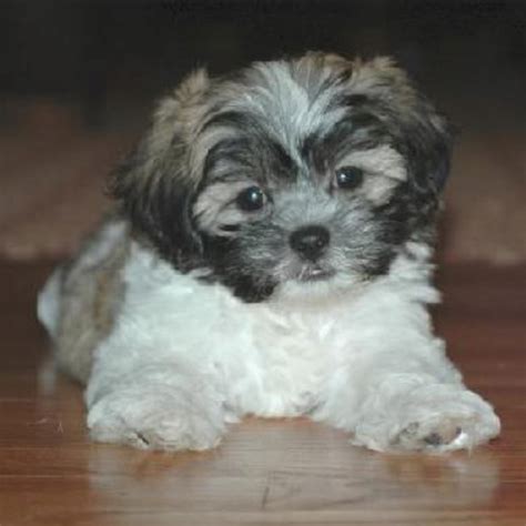 113 Best Teddy Bear Zuchon Puppies And Dogs Bichon Shih Tzu Mix Images