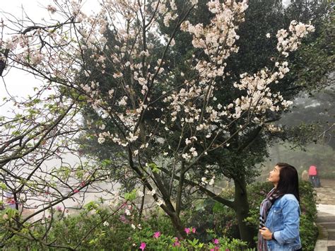 Cherry Blossoms Yangmingshan National Park In Taiwan Altheas