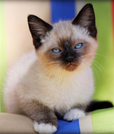 A Sweet Kitten Sits Enjoying The Summer Breeze Siamese Cats Kitten Eyes Cats