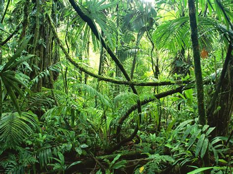 World Visits Tropical Rainforests Green Plants On The Earth