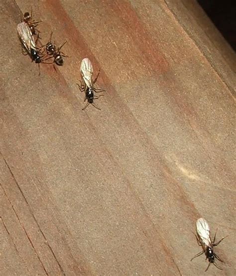 Carpenter Ants Termites Sawdust Small Insects That Look Like Ants With Wings Pest Control