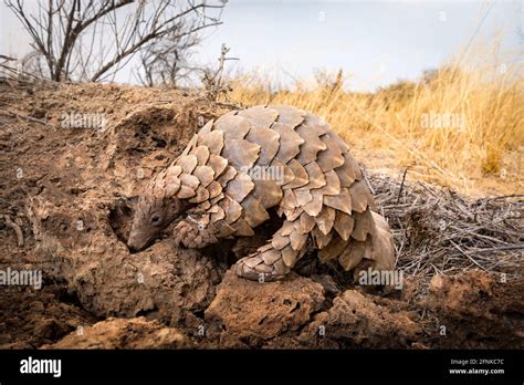 A Very Rare Pangolin Feeding From A Termite Mound Namibia Stock Photo
