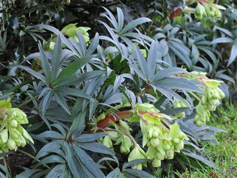 Helleborus Foetidus Stinking Hellebore Plants Planting Flowers