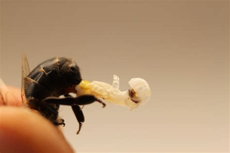Filedrone Honey Bee Reproductive Organ Wikimedia Commons