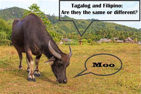 Difference Between Tagalog And Filipino Camp Vrogue