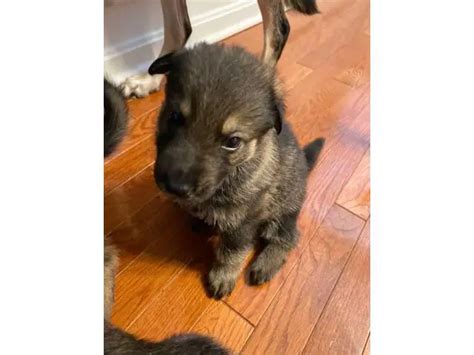 Five Akc Registered German Shepherds Available In New Castle Puppies