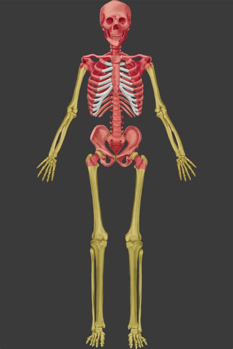 Long Bone Diagram Red And Yellow Marrow Lwhittie Bone Marrow