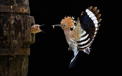 Animal Hoopoe Hd Wallpaper