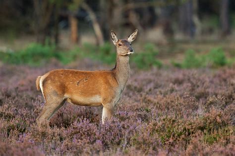 Female Red Deer Photograph By Rob Christiaans Pixels