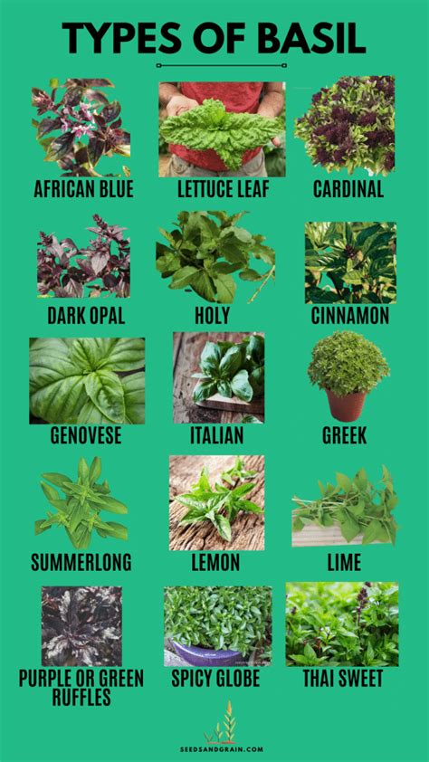 16 Types Of Basil To Grow In Your Herb Garden And Uses