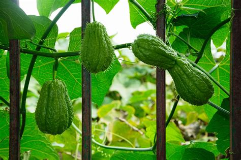 12 Climbing Vegetables That Are Perfect For Compact Gardens Seriouseats