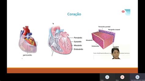 Ciências Morfofuncionais Dos Sistemas Nervoso E Cardiorrespiratório 22