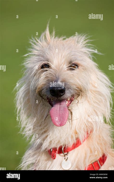 Portrait Of A Lurcher Dog Wearing A Red Harness Stock Photo Alamy