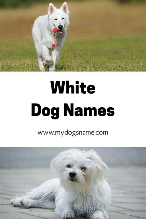 26 Best Images About Dog Names On Pinterest Irish Dog Supplies And