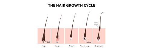 Hair Growth After Hair Transplant After Follicular Transfer Fue Hair