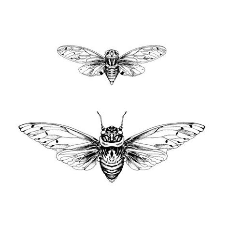 1300 Cicada Vector Illustrations Royalty Free Vector Graphics And Clip Art Istock