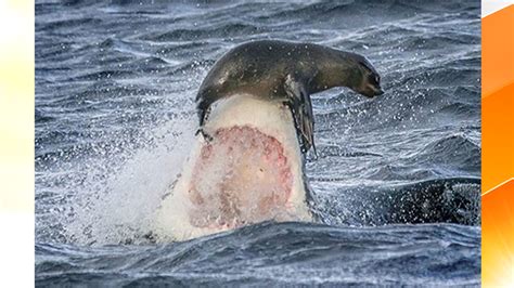 In Duel With Shark This Seal Wins By A Nose