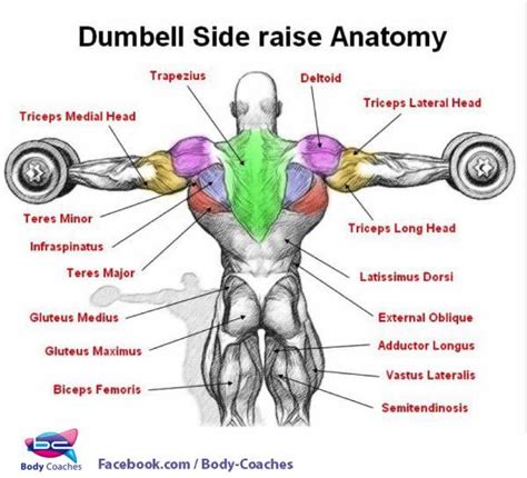 Lateral Raises With Images Shoulder Workout Muscle Anatomy