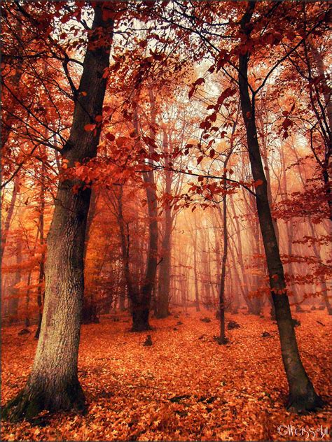 Autumn Forest By Weissglut On Deviantart