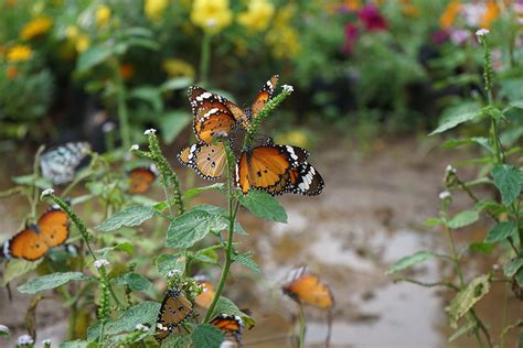 Butterfly Garden