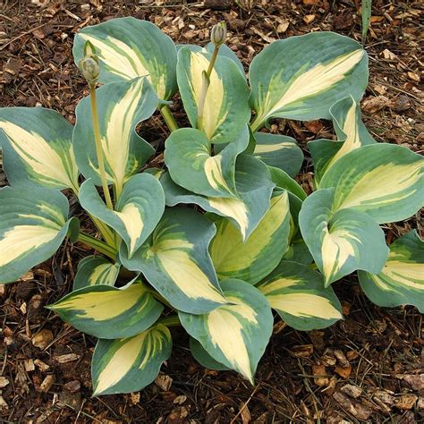 Hosta Dream Queen Buy Plantain Lily At Coolplants