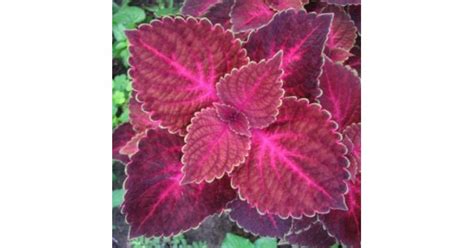 Buy Coleus Electric Red Makandi Plant Online India At