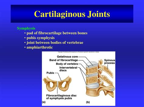 Ppt Articulations Junctions Between Bones Bind Parts Of Skeletal