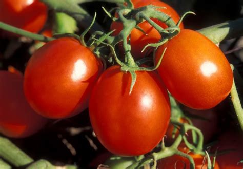 Tomatoes Free Stock Photo Public Domain Pictures