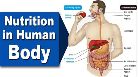 Nutrition In Human Beings Human Digestive System Process Of Digestion Home Revise Youtube
