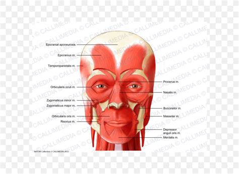 Zygomaticus Major Muscle Anterior Triangle Of The Neck Muscular System