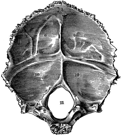 Occipital Bone Foramen Magnum