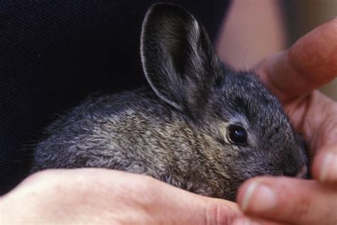 Feds Say Pygmy Rabbits Remain Endangered The Spokesman Review