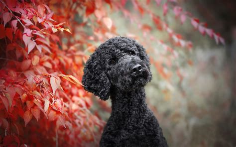 Standard Poodle Wallpapers Wallpaper Cave