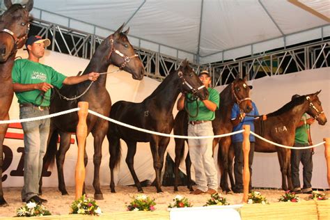 Leilão De Cavalos Reúne Pecuaristas Imdinstituto Marcelo Déda