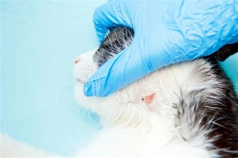 It is a skin fungal infection and you only know it is there if you see it. Treating Your Pet's Ringworms | ThriftyFun