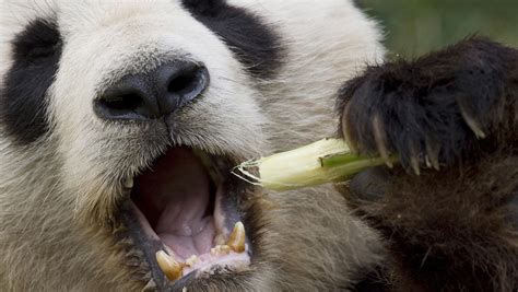 Scientists Look To Make Bionic Dentures Based On Panda Teeth Secrets Cgtn