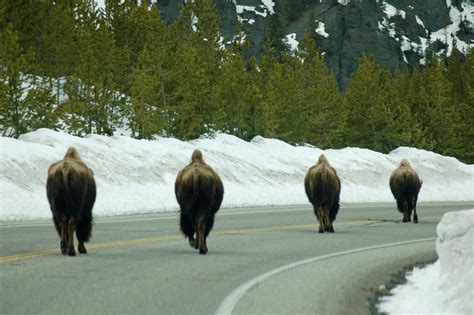 Buffalo Butts There Are A Lot Of Buffalo Walking The Roads Flickr