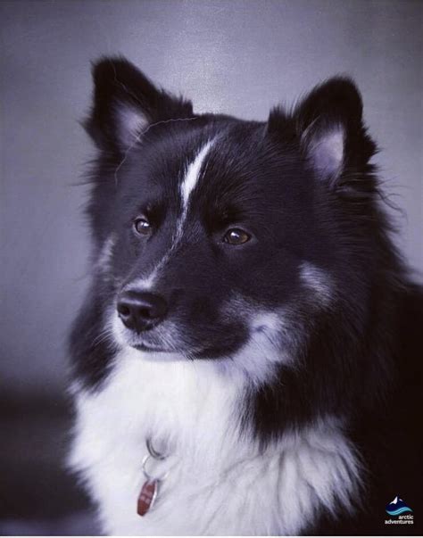All About The Icelandic Sheepdog All About Iceland