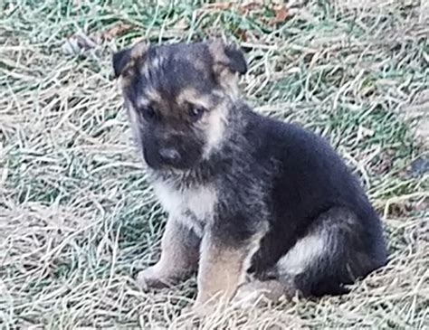 German Shepherd Puppies For Sale Owingsville Ky 263509