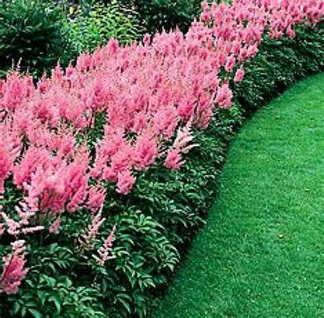 Growing Astilbe False Spirea How To Grow And Care For Astilbe