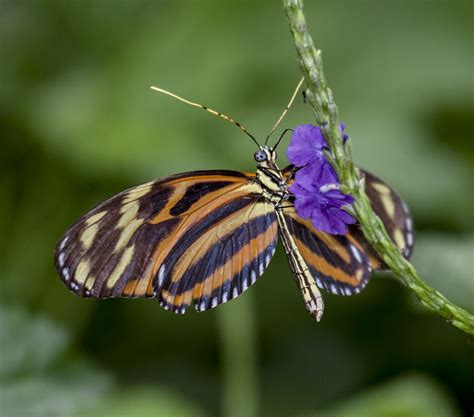 Photography At The Cambridge Butterfly Conservatory